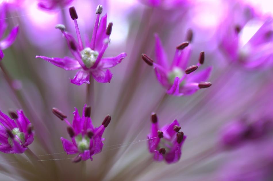 Flowers Purple Garden