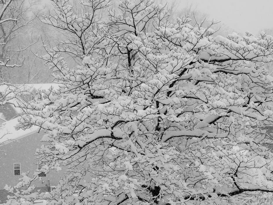 snow trees in the forest