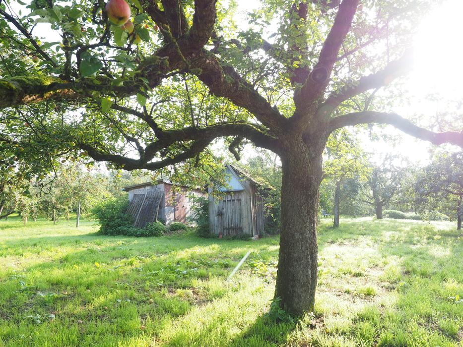 Tree and wood barns at sunlight