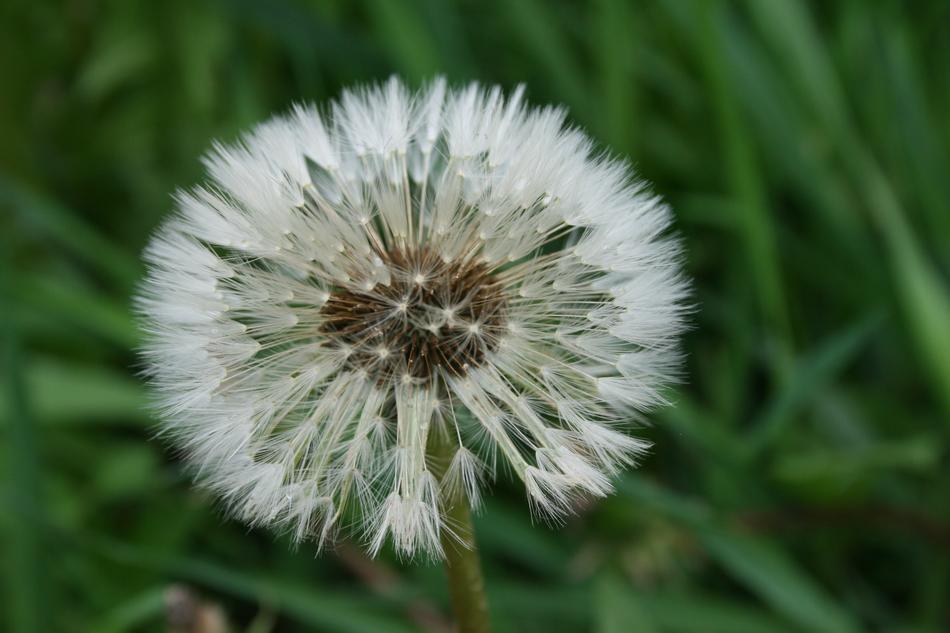 Close-up of the beautiful, white dandelion flower, at blurred background with green grass