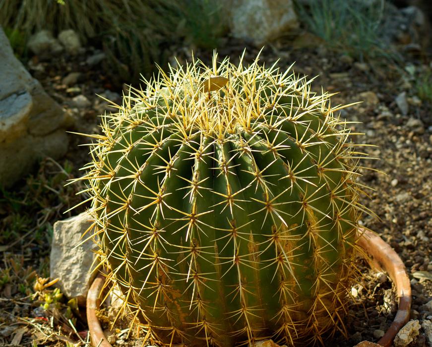 prickly cactus in the sunlight