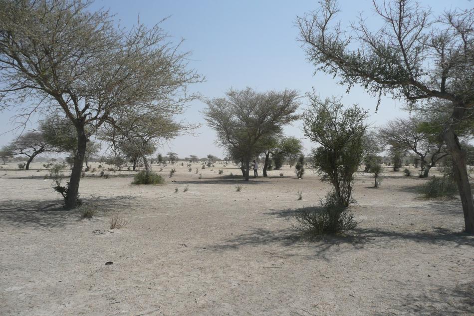 Sahara Sahel Bush