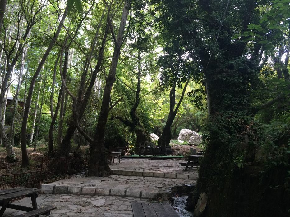 road to the green forest