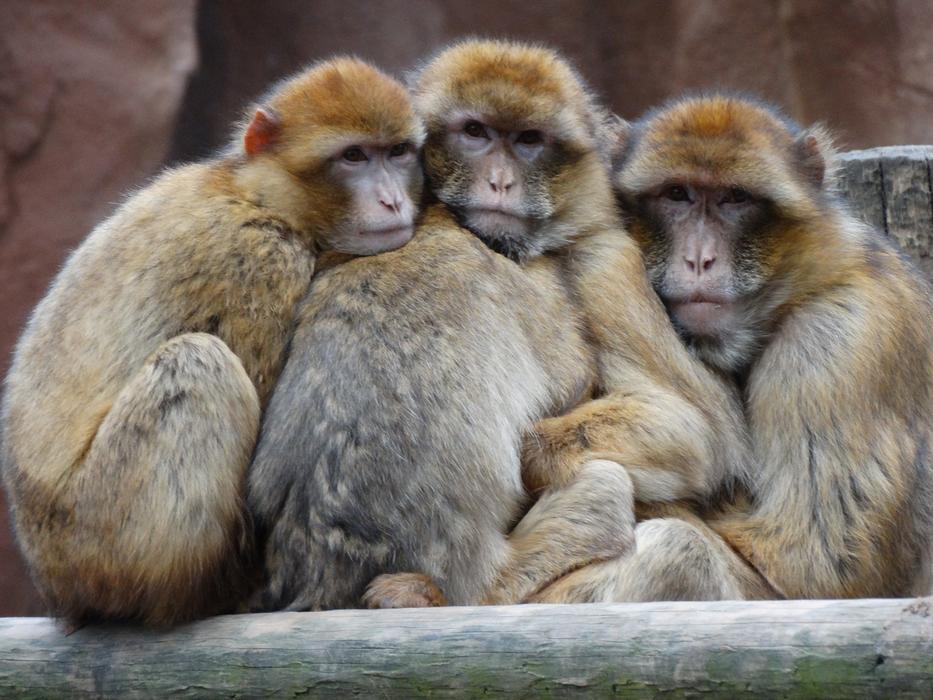 Zoo Monkeys