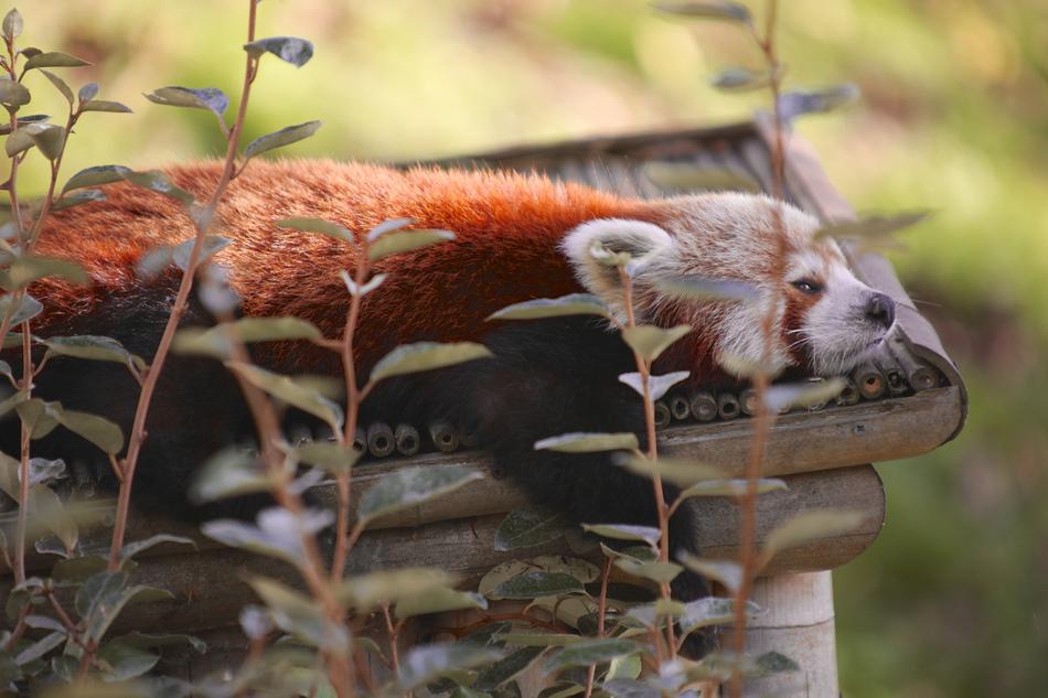 Panda Roux Pairi