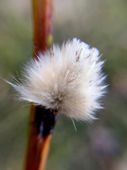 Sallow Flower Spring Our