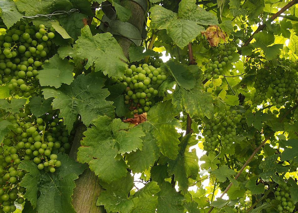 Grapes Vines Lush