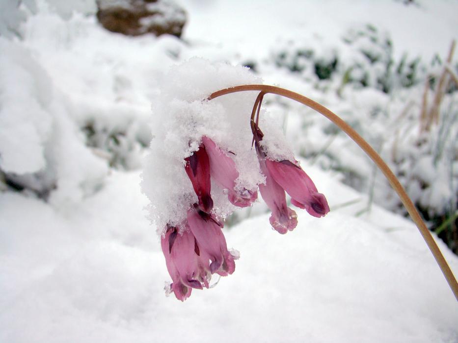 Snow Frozen Cold