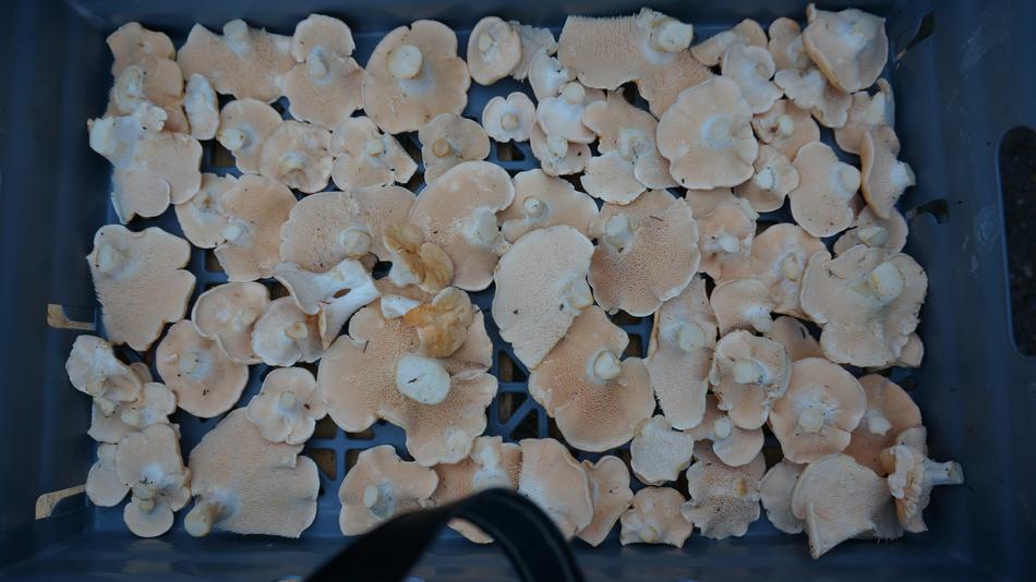 Hydnum Repandum