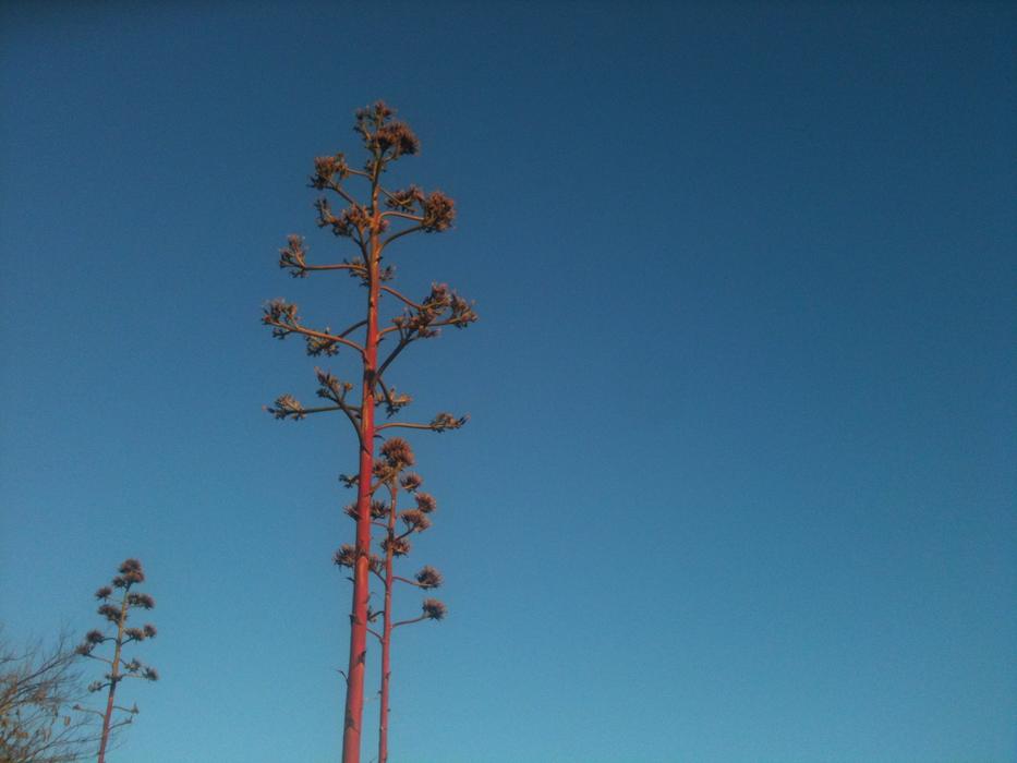 Guara against a clear blue sky