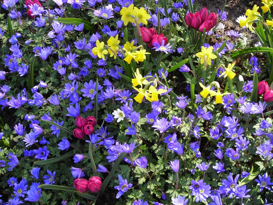 Anemones Daffodils Crocus flowering