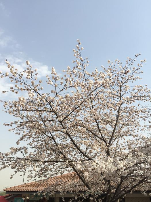 Spring Pink Cherry
