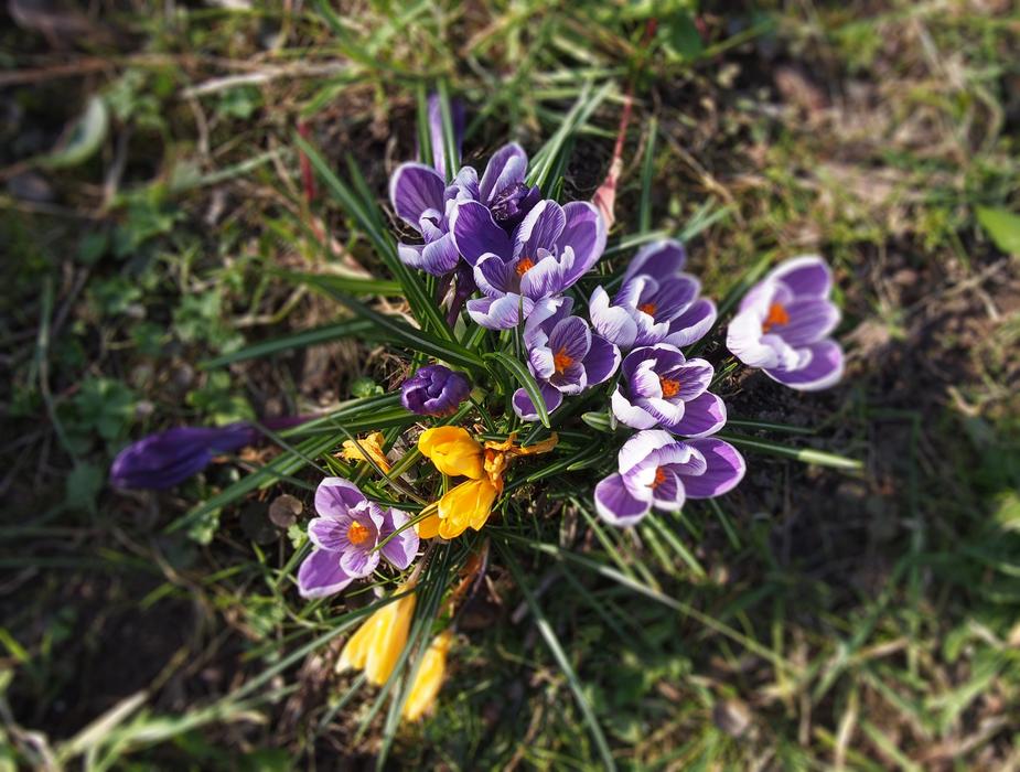 Crocus Flowers Frühlingsblüher