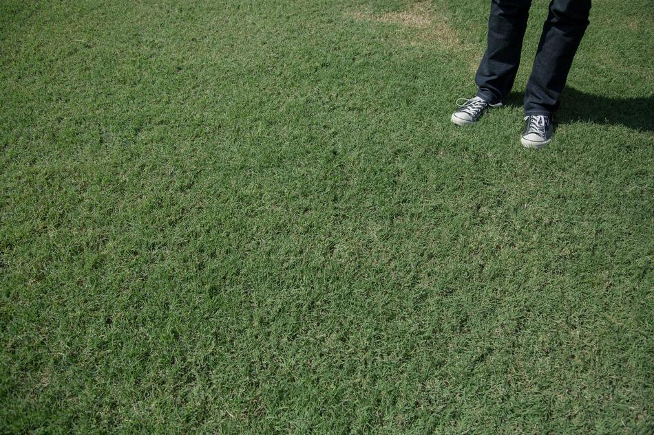 Green Grass Converse