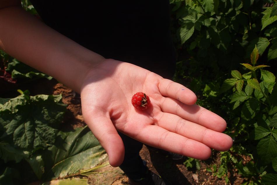 Hand Raspberry Summer
