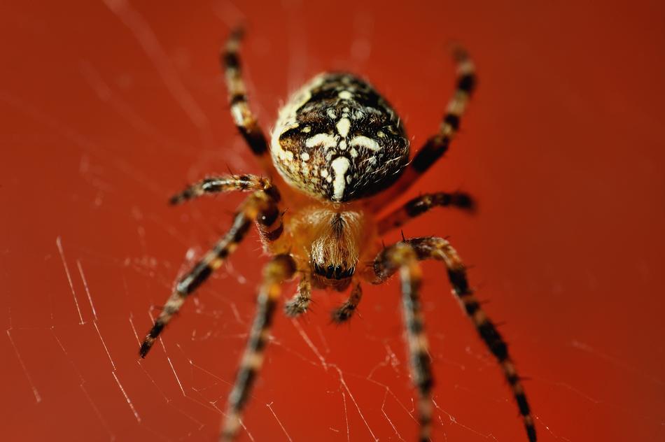 Spider Red