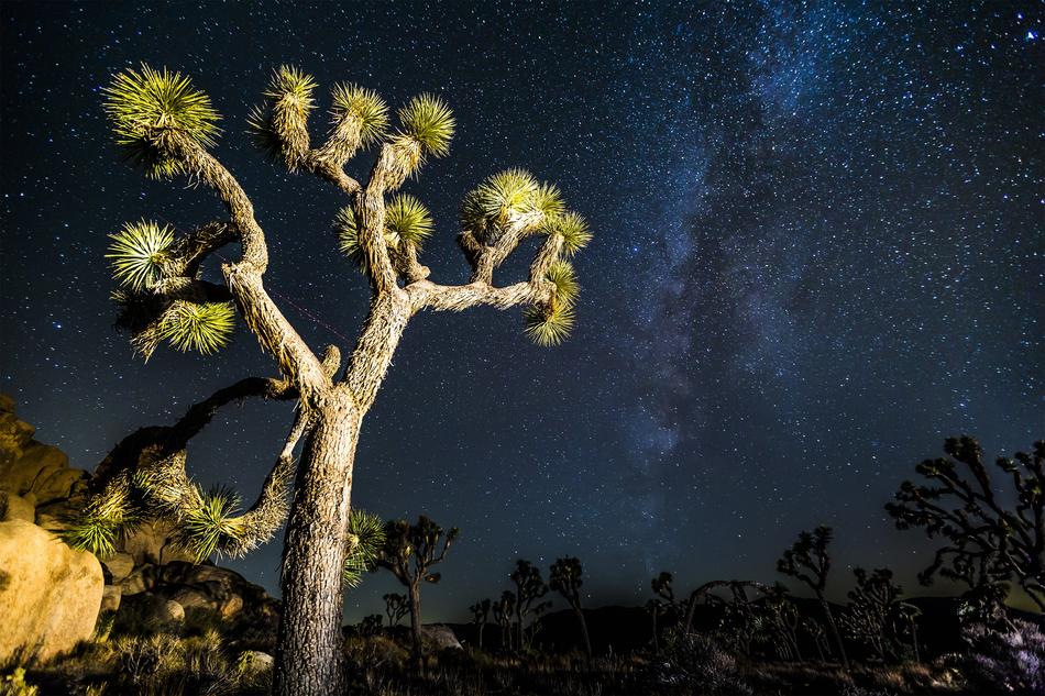 Joshua Tree Mikly Way Stars