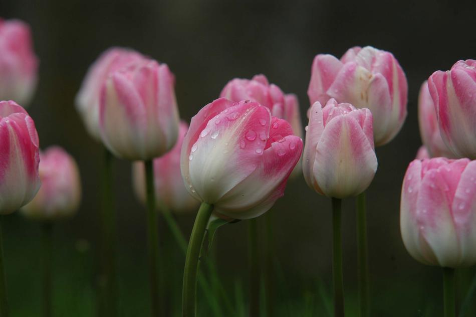 Tulips With