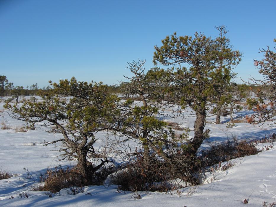 Winter Pine