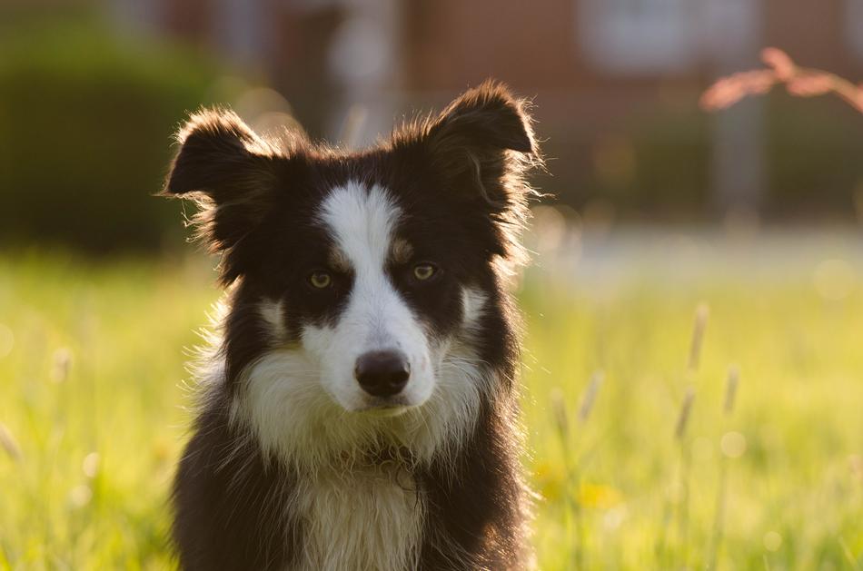 Border Collie Potrait Backlighting