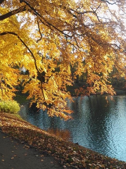 Tree Autumn