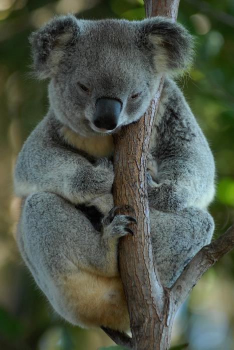 Australia Koala Bear