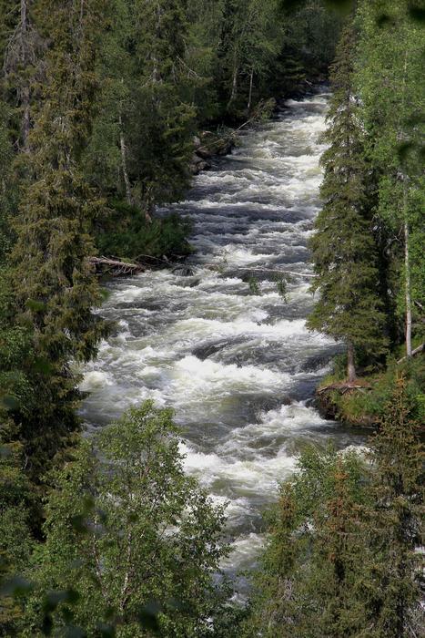 Wild river flowing through the forest