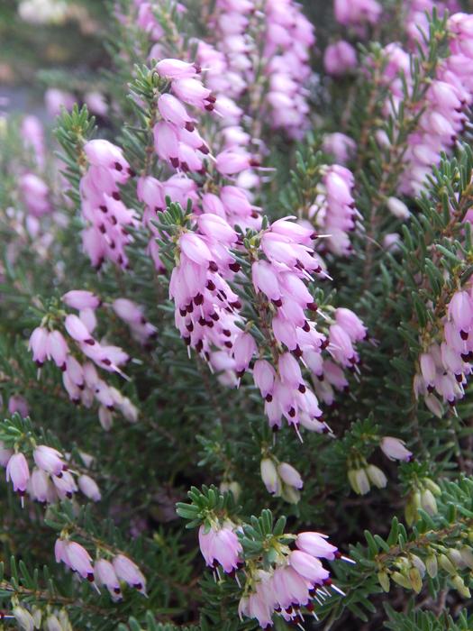 fragrant flowers blooming on a branch