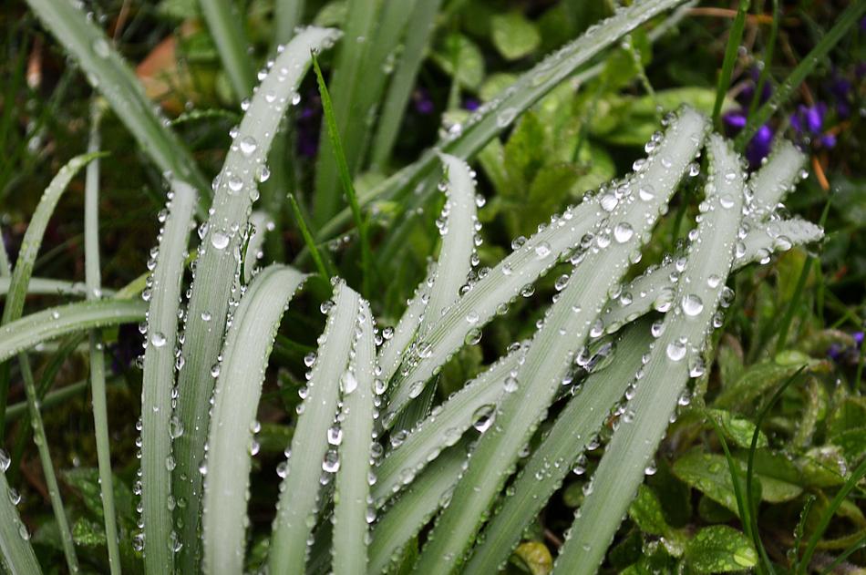 Grass Rain Drip