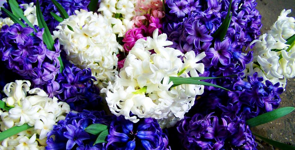 Hyacinths Mixed Colors Blue And