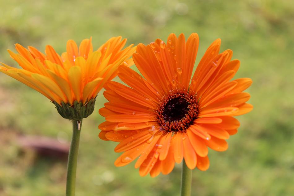 Orange flower buds in the field
