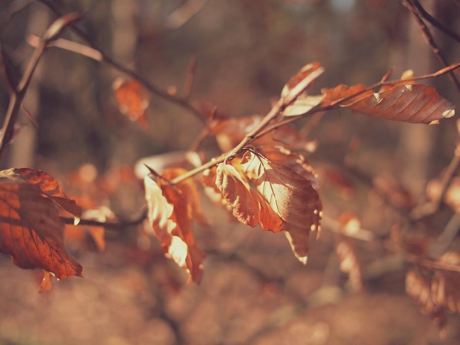 Autumn Fall