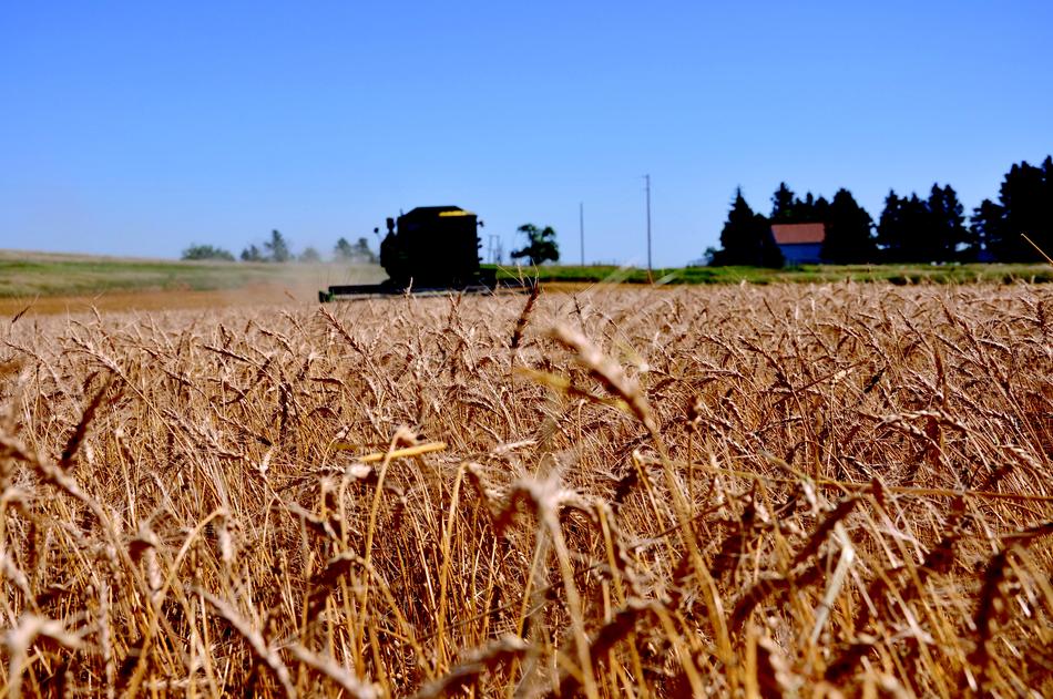 Wheat field filled with ears and vehicles behind