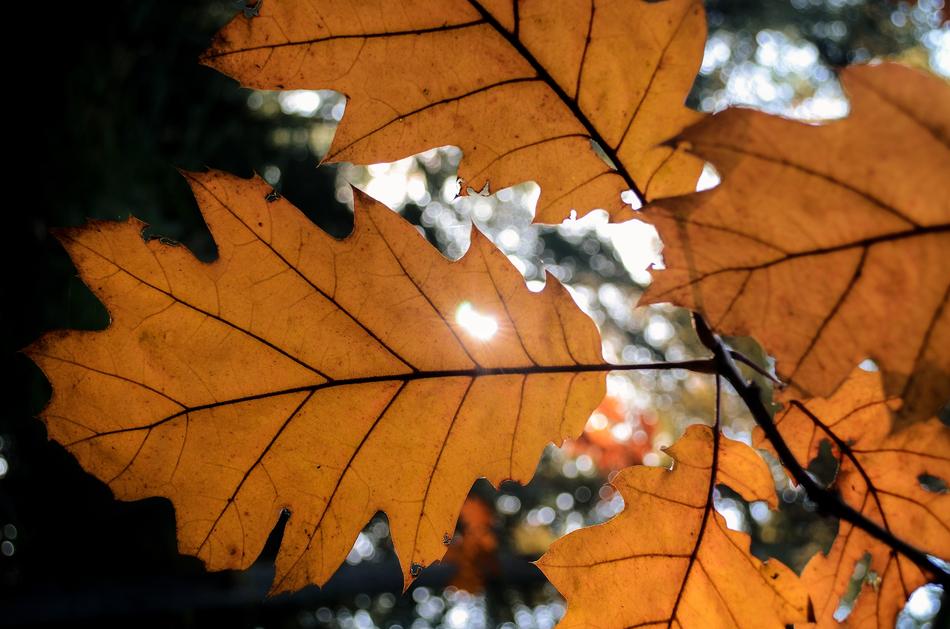 Leaf Autumn