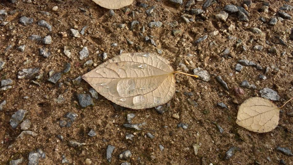 dry autumn leaves on the ground in small stones