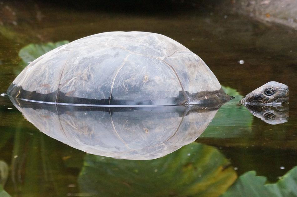Turtle swimming in the river