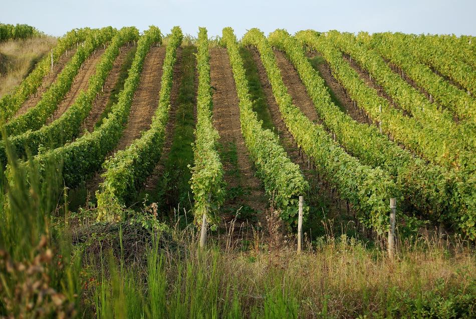Vine green fields illuminated by the warm sun