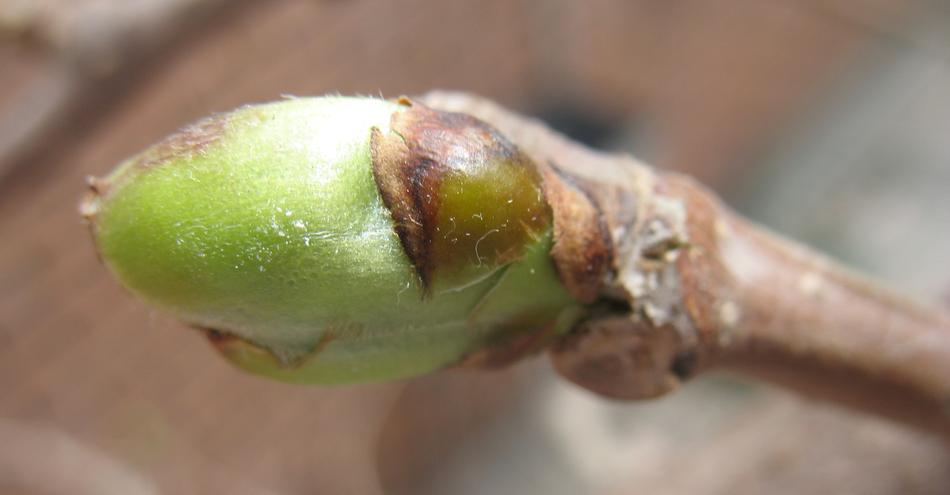 Branch Tree Spring