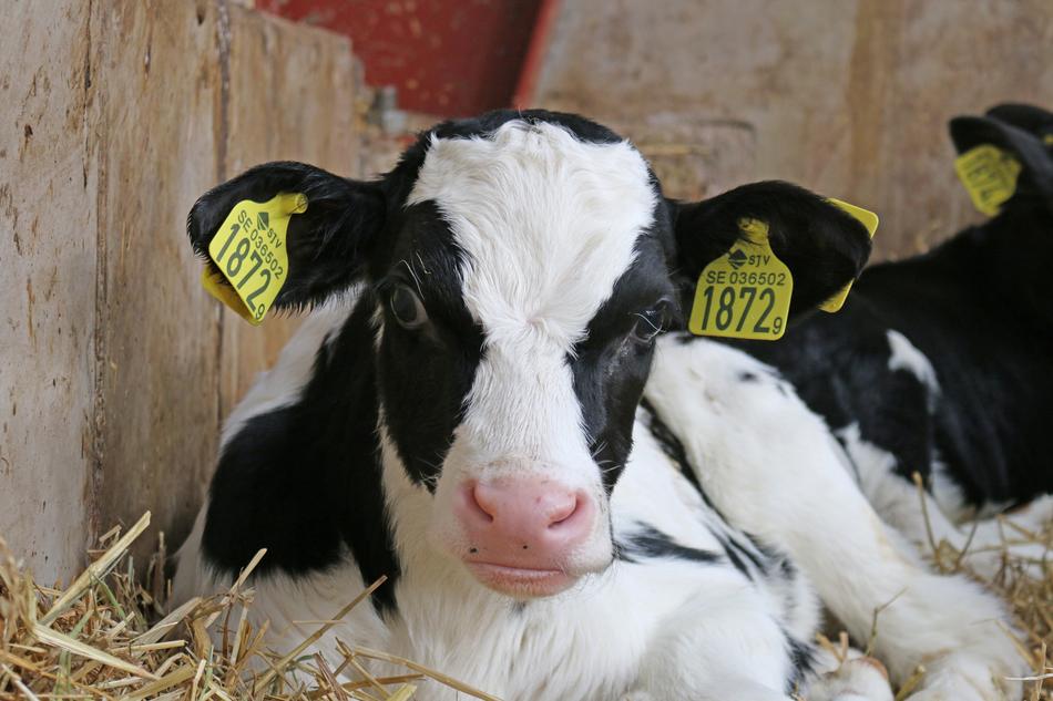 branded calf in a barn on a farm