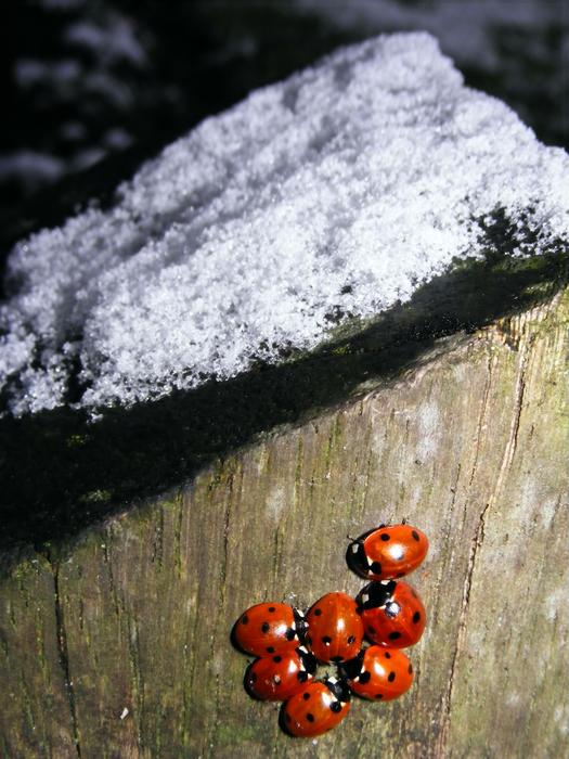 Snow Ladybug