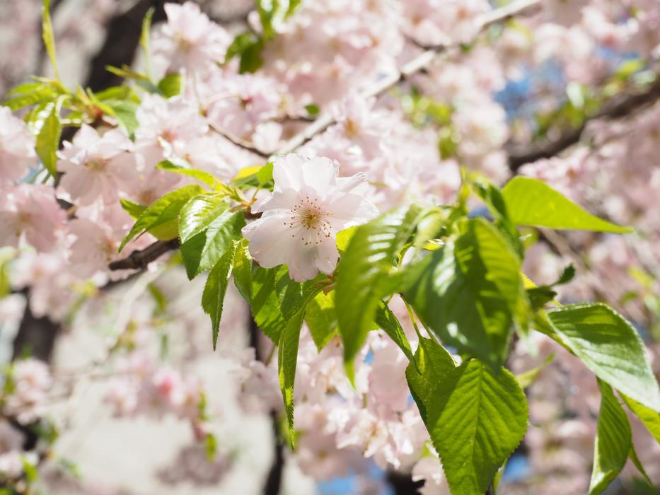 Cherry blossoms blooming in the sun