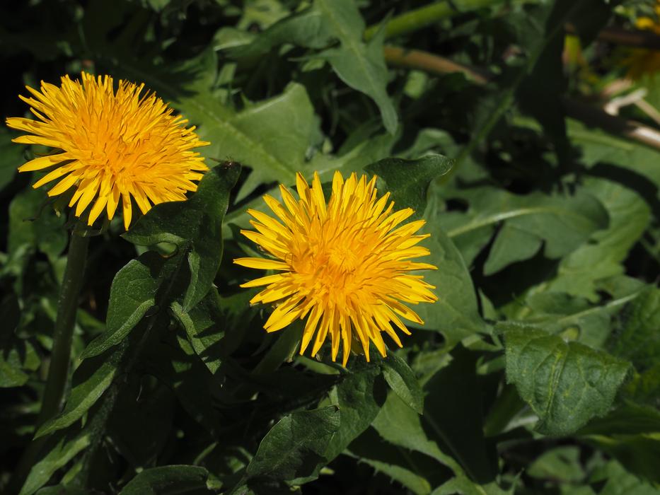 yellow Dandelion Flowers blooming