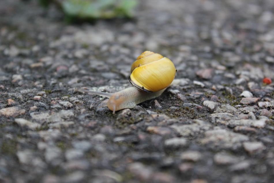 Yellow Snail at Rain