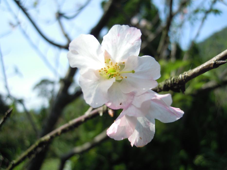 Yoshino YÄ«ng Spring Pink Cherry