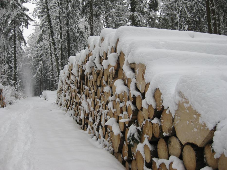 Snow Wood Tree Trunks
