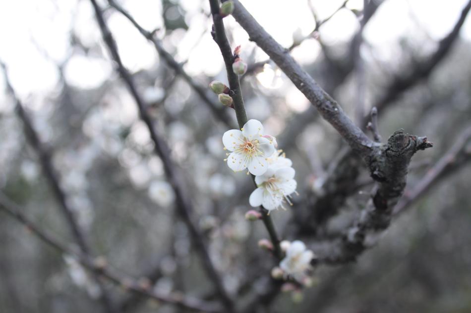 Plum Blossom Beautiful bush