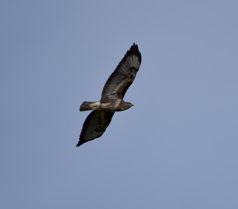 Common Buzzard Raptor