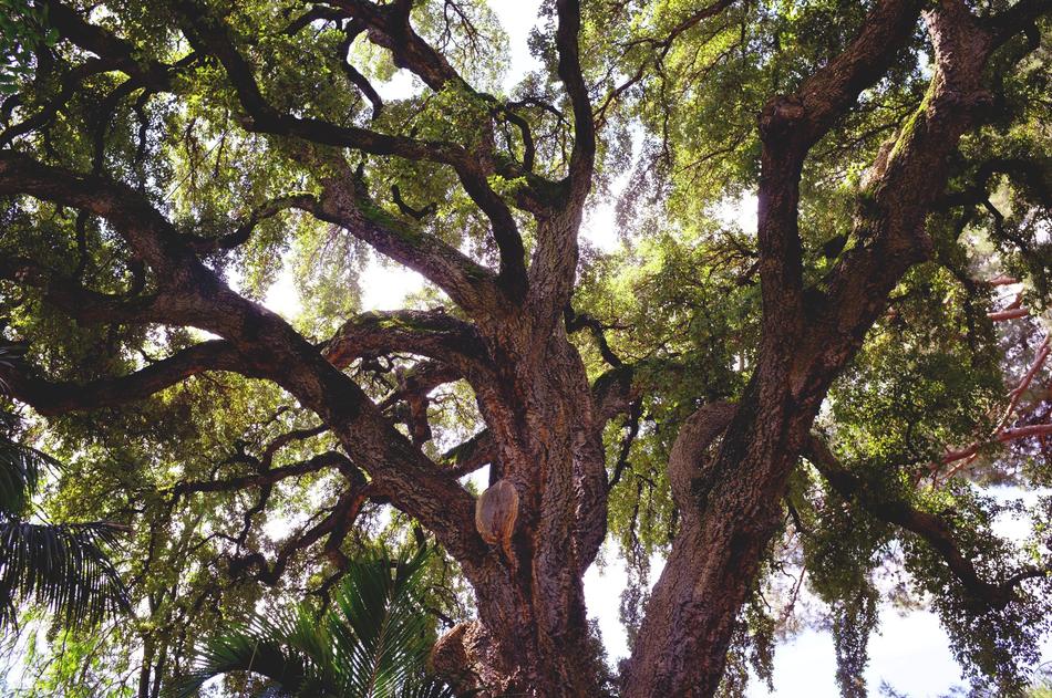 Oak Tree branches in Botanical Garden