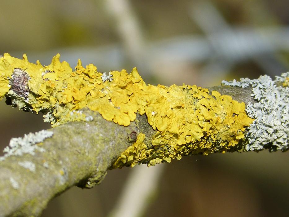 Lichen Bright Yellow