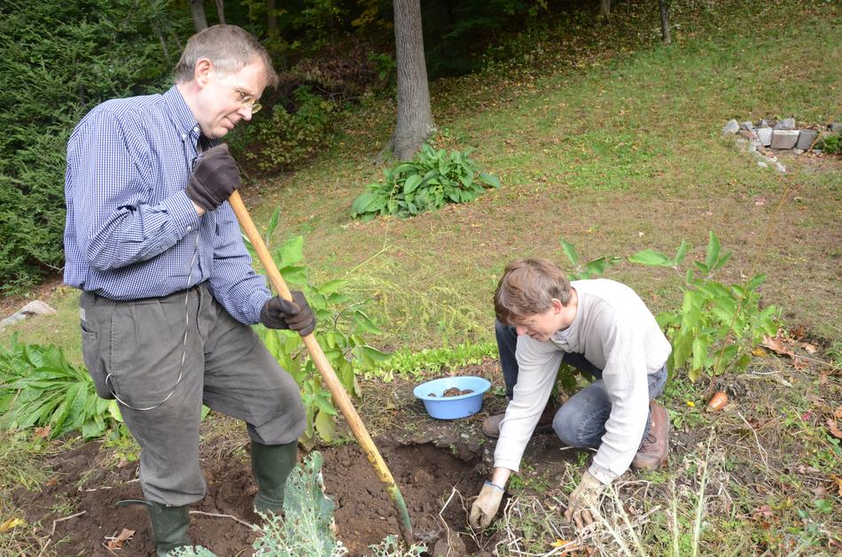 Digging Potatoes Garden